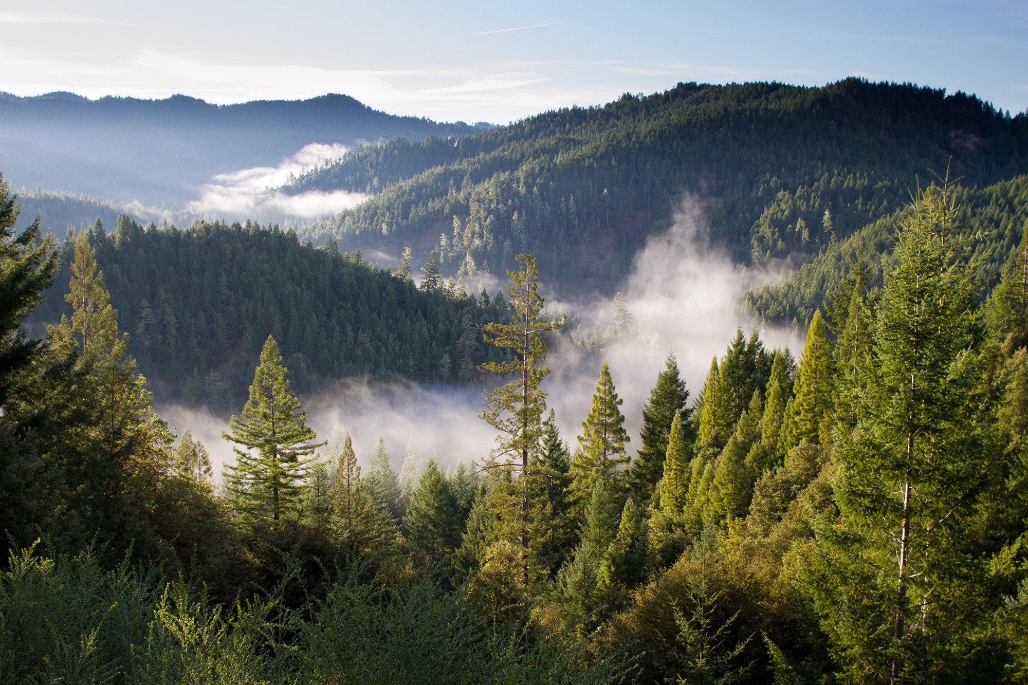 forest
